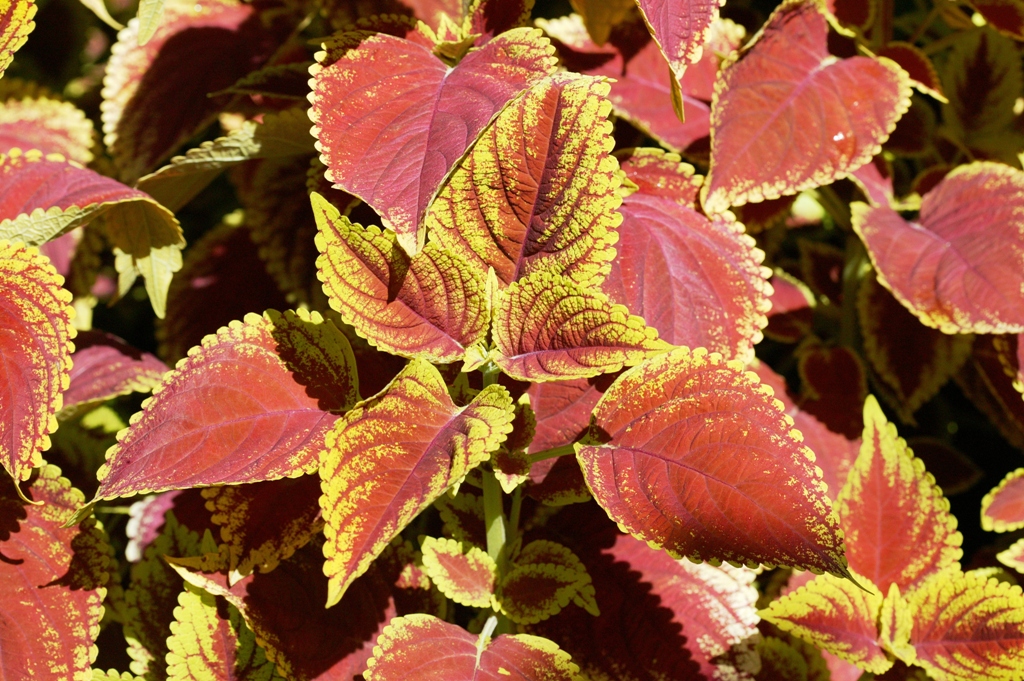 Picture of Solenostemon hybrida 'Trusty Rusty' Trusty Rusty Coleus