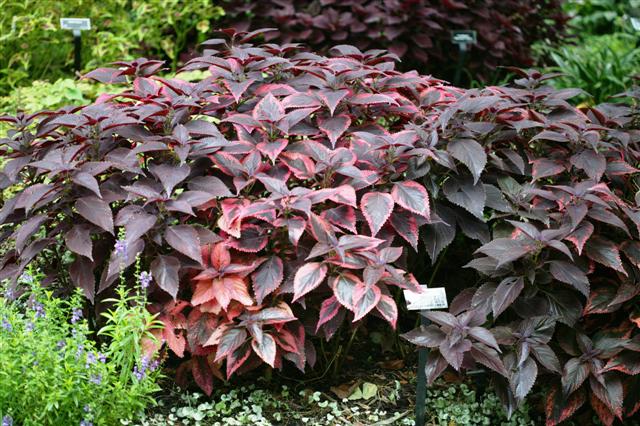 Picture of Solenostemon  Religous Radish 