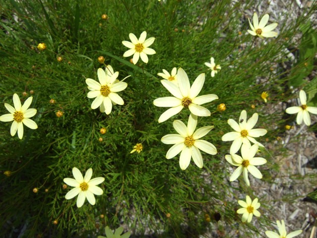 Picture of Coreopsis verticillata 'Moonbeam' Moonbeam Coreopsis