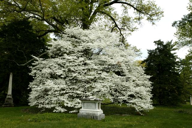 Picture of Cornus florida 'Grovflor' Spring Grove� Spring Grove Flowering Dogwood