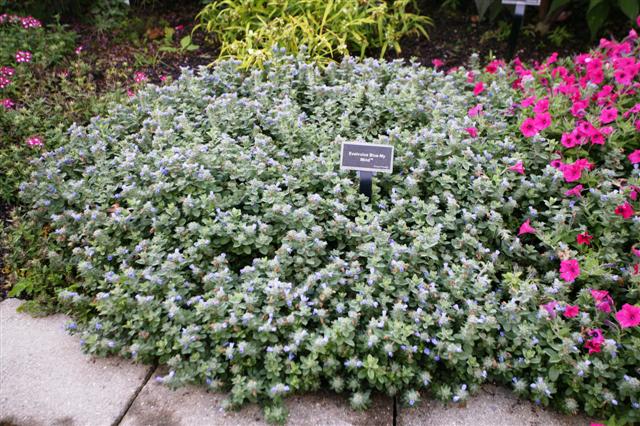 Picture of Evolvulus hybrid 'Blue My Mind�' Blue My Mind� Dwarf Morning Glory