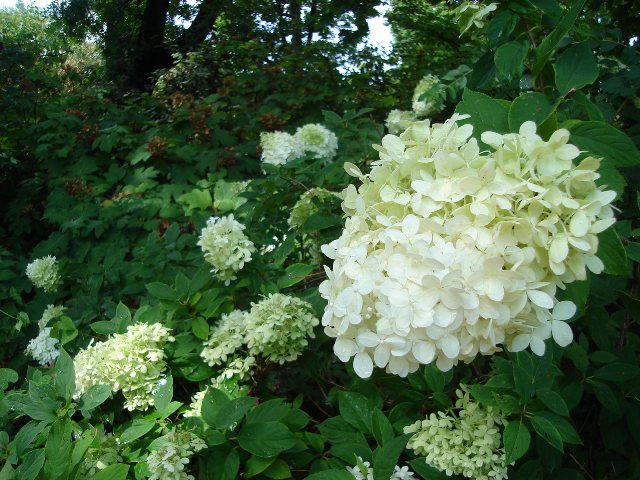 Picture of Hydrangea paniculata 'Limelight'� Limelight Panicle Hydrangea