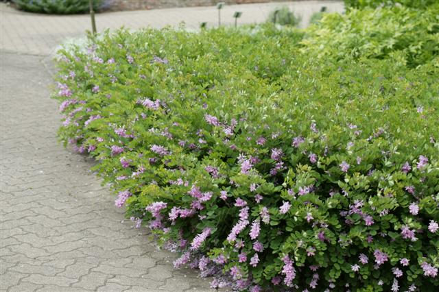 Indigofera kirilowii indigoferakirolowii053008bernheim.jpg