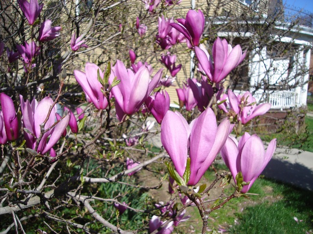 Picture of Magnolia x 'Ann' Ann Magnolia