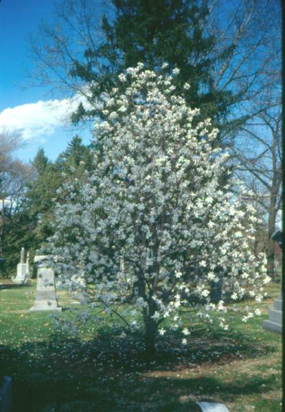 Picture of Magnolia x loebneri 'Merrill' Merrill Magnolia