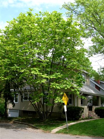 Picture of Magnolia tripetala  Umbrella Magnolia
