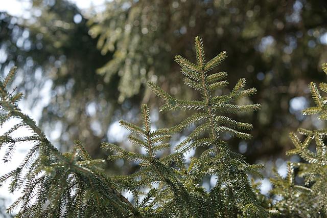 Picture of Picea orientalis Oriental Spruce
