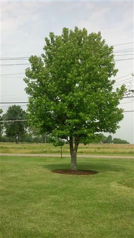 Liquidambar styraciflua plantplacesimage020130608_103953.jpg