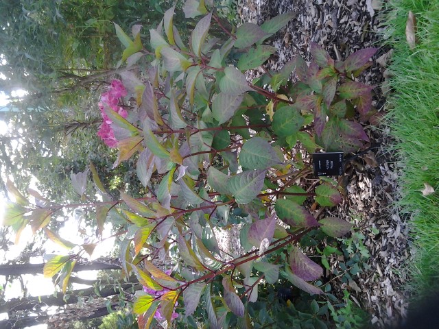 Hydrangea spp plantplacesimage020130907_093129.jpg