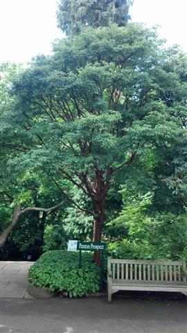 Acer griseum plantplacesimage020130907_125138.jpg