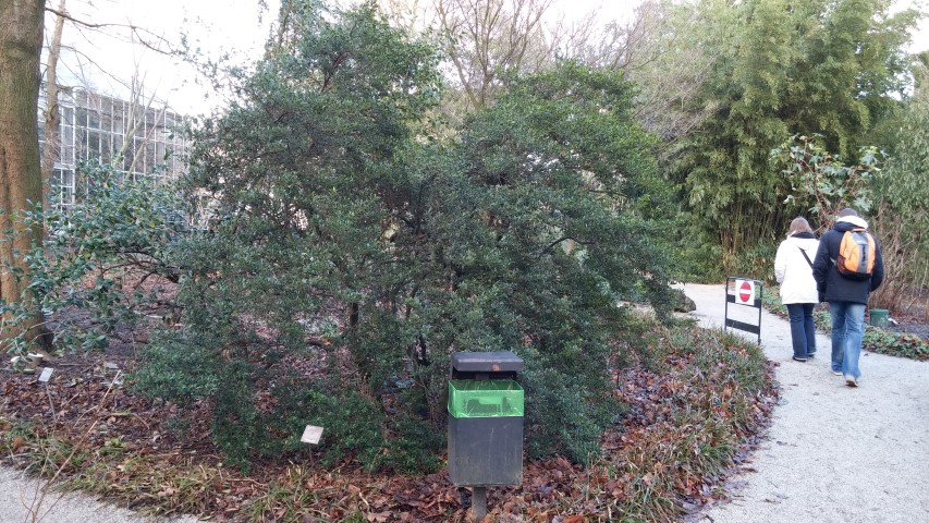 Ilex crenata plantplacesimage020131229_075127.jpg