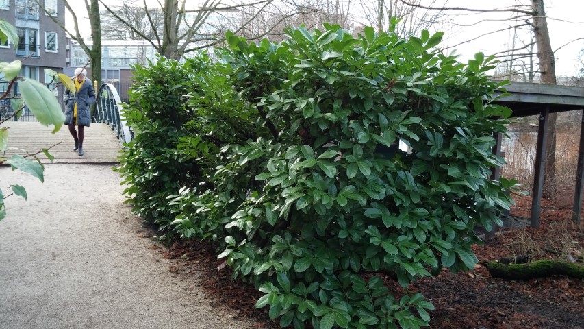 Prunus laurocerasus plantplacesimage020131229_080651.jpg