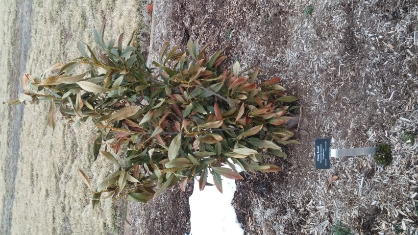 Prunus laurocerasus plantplacesimage020140305_173508.jpg