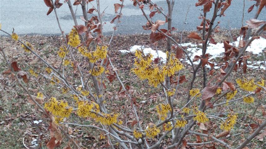 Hamamelis x intermedia plantplacesimage020140305_175141.jpg