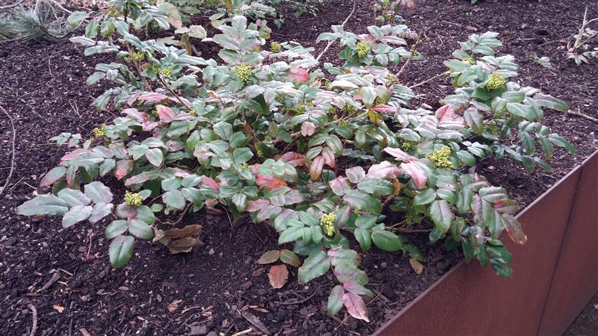 Mahonia repens plantplacesimage020140317_210755.jpg