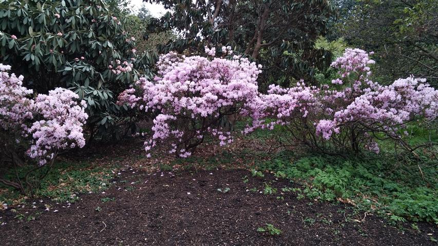 Rhododendron emasculum plantplacesimage020140317_213150.jpg