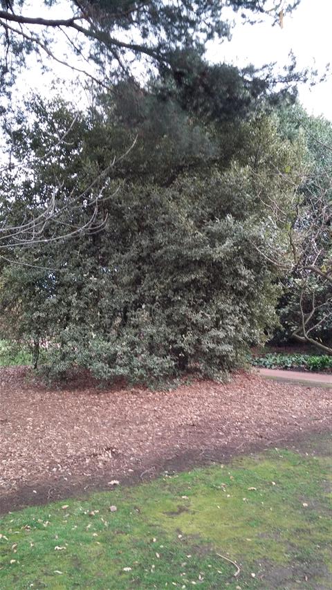 Ilex aquifolium plantplacesimage020140317_213449.jpg