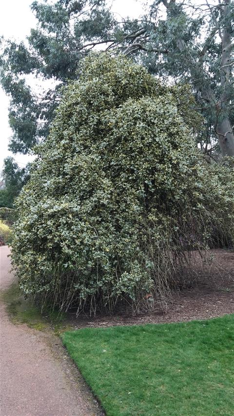 Ilex aquifolium plantplacesimage020140317_214056.jpg