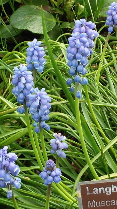 Muscari armeniacum plantplacesimage020140322_160341.jpg