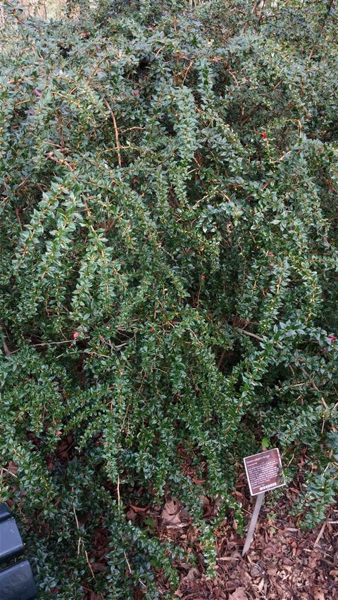 Berberis calliantha plantplacesimage020140322_163733.jpg