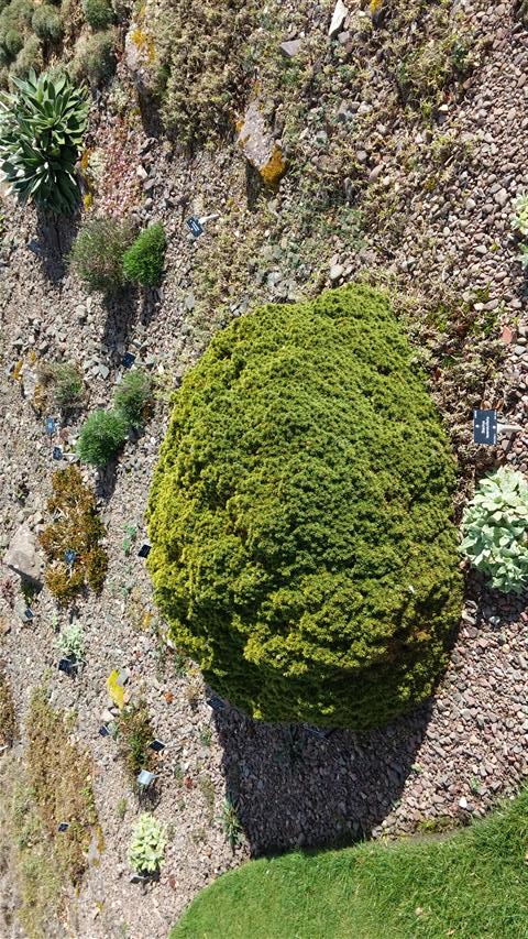 Picea glauca plantplacesimage020140323_105335.jpg