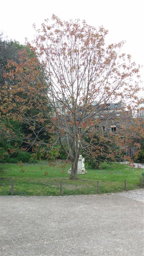 Aesculus wilsonii plantplacesimage020140326_135917.jpg