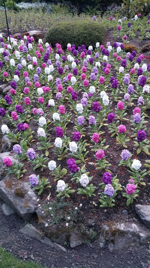 mathiola plantplacesimage020140531_205129.jpg