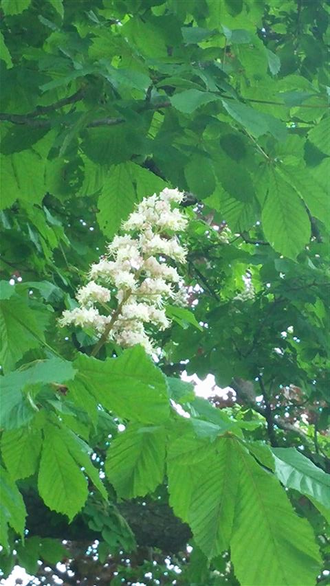 Aesculus hippocastanum plantplacesimage020140613_174438.jpg