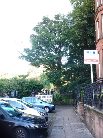 Acer pseudoplatanus plantplacesimage20140809_131032.jpg