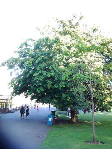 Aesculus hippocastanum plantplacesimage20140809_131902.jpg