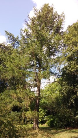 Larix decidua plantplacesimage20140809_151548.jpg