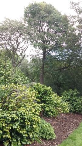 Sorbus domestica plantplacesimage20140809_153121.jpg