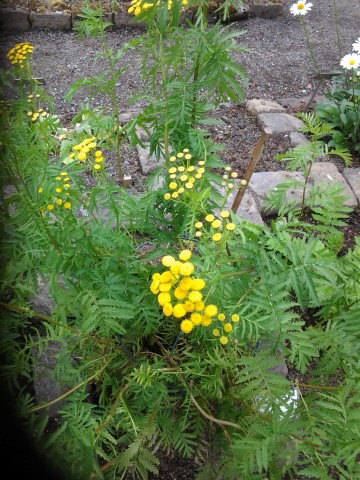 Tanacetum vulgare plantplacesimage20140823_120610.jpg