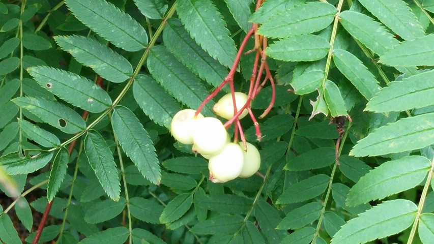 Sorbus cashmiriana plantplacesimage20140823_154636.jpg