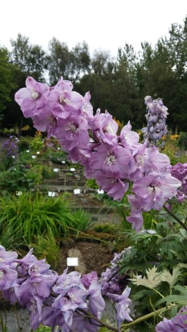 Delphinium cultorum plantplacesimage20140823_161028.jpg