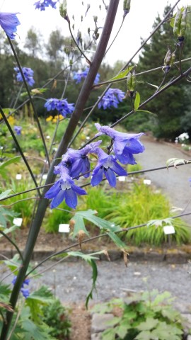 Delphinium cheilanthum plantplacesimage20140823_161239.jpg