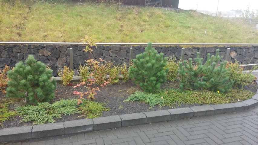 Pinus mugo plantplacesimage20140824_143638.jpg