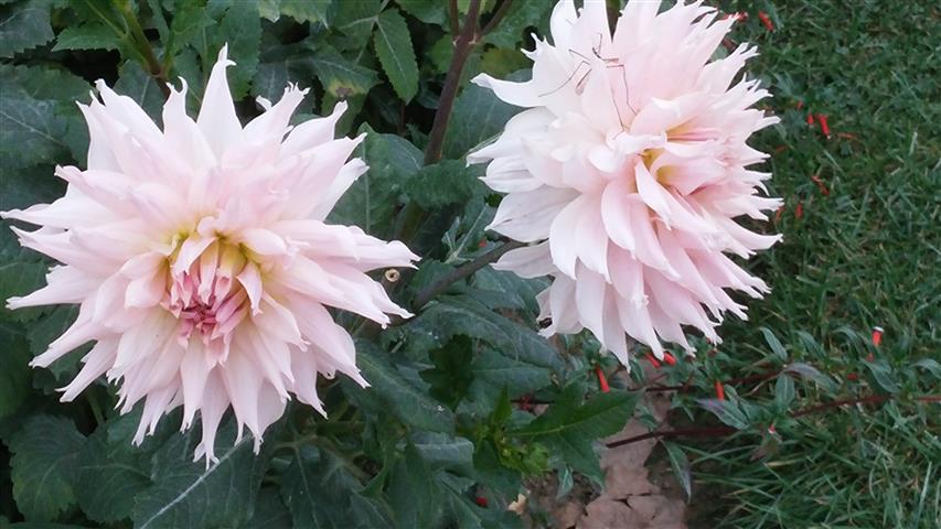 Dahlia hybrid plantplacesimage20140828_132337.jpg