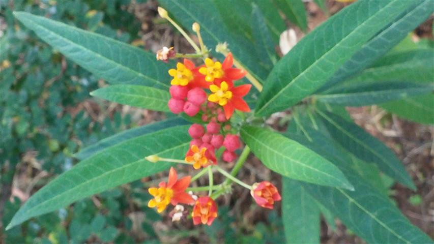 Asclepias curassavica plantplacesimage20141011_124044.jpg