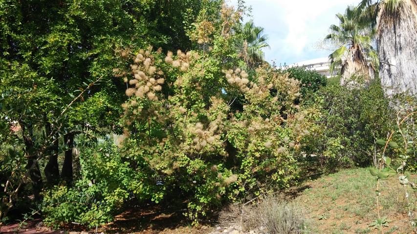 Cotinus coggygria plantplacesimage20141011_133336.jpg
