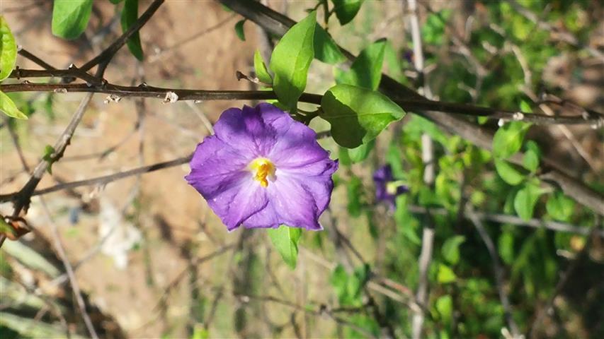 Solanum rantonetti plantplacesimage20141011_143236.jpg