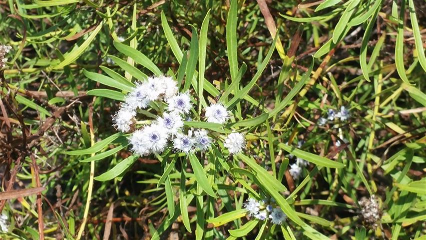 Globularia salicina plantplacesimage20141011_150051.jpg