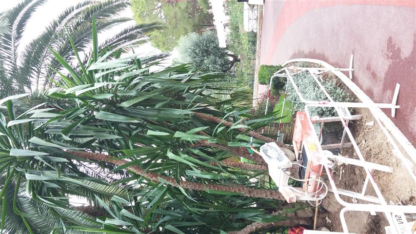 Yucca elephantipes plantplacesimage20141012_132152.jpg