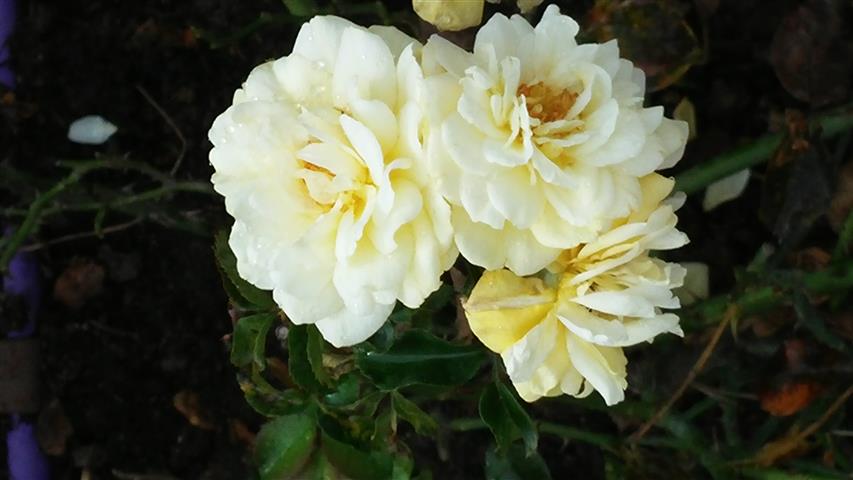 Rosa spp plantplacesimage20141012_144447.jpg