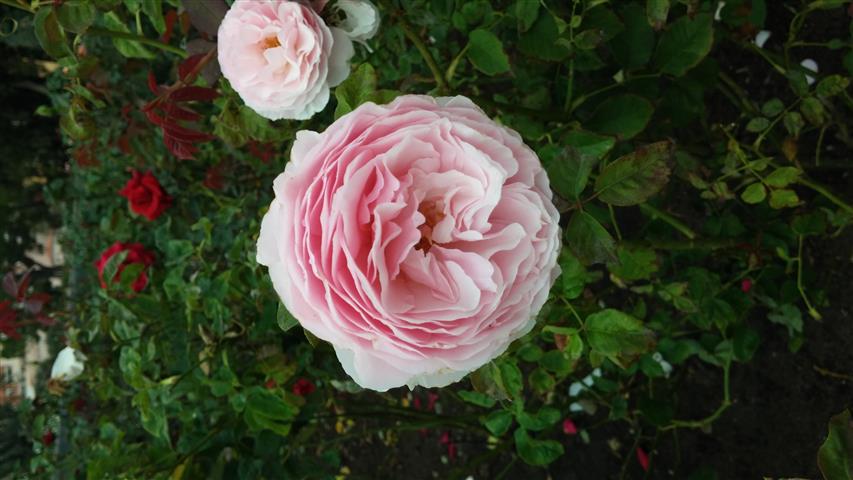 Rosa spp plantplacesimage20141012_151055.jpg