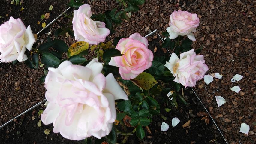 Rosa spp plantplacesimage20141012_152319.jpg