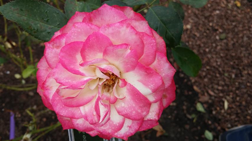 Rosa spp plantplacesimage20141012_152742.jpg