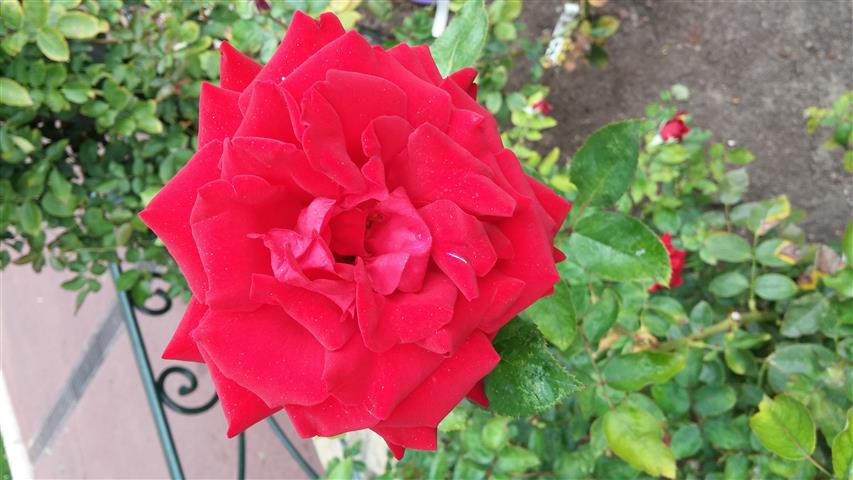 Rosa spp plantplacesimage20141012_153530.jpg