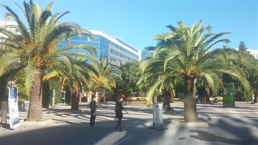Phoenix canariensis plantplacesimage20141014_095518.jpg