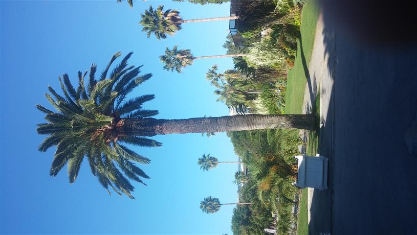 Phoenix canariensis plantplacesimage20141014_104303.jpg